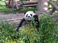 Pandas (011)